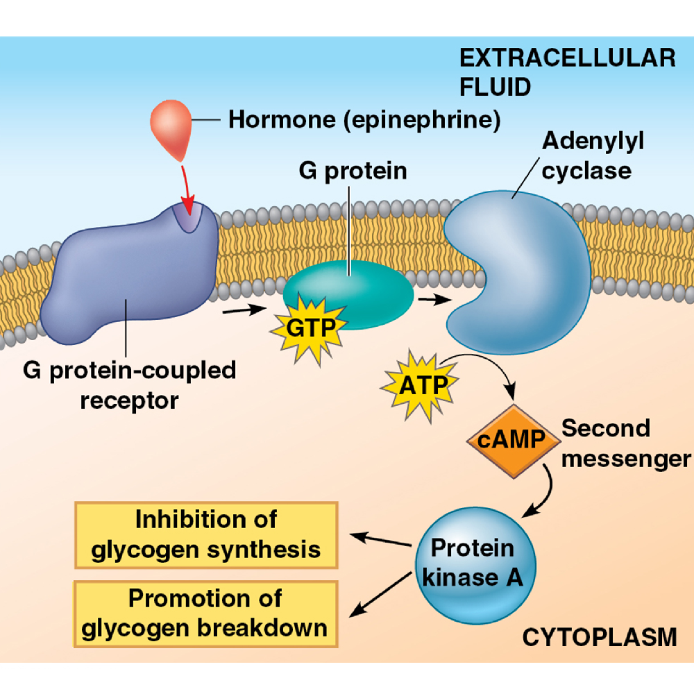세포신호전달 연구 연대기