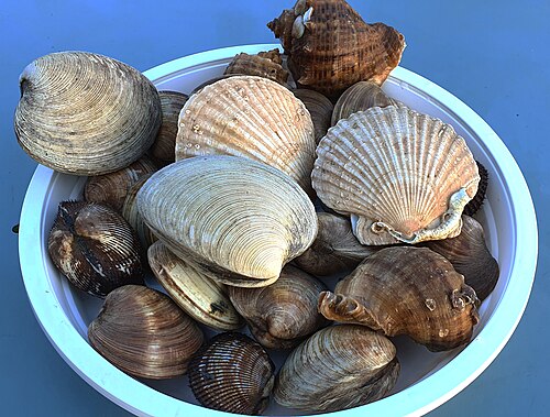 조개